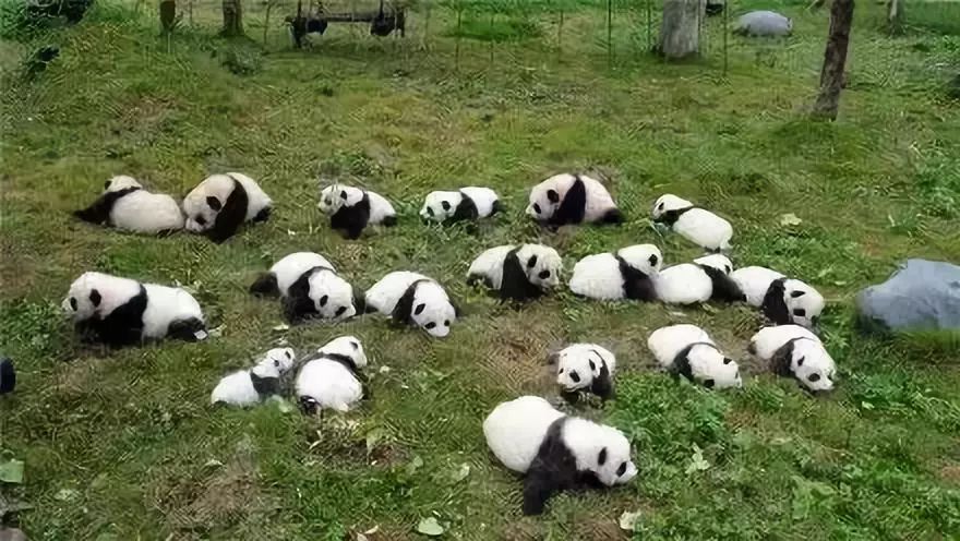 熊猫团团群像照